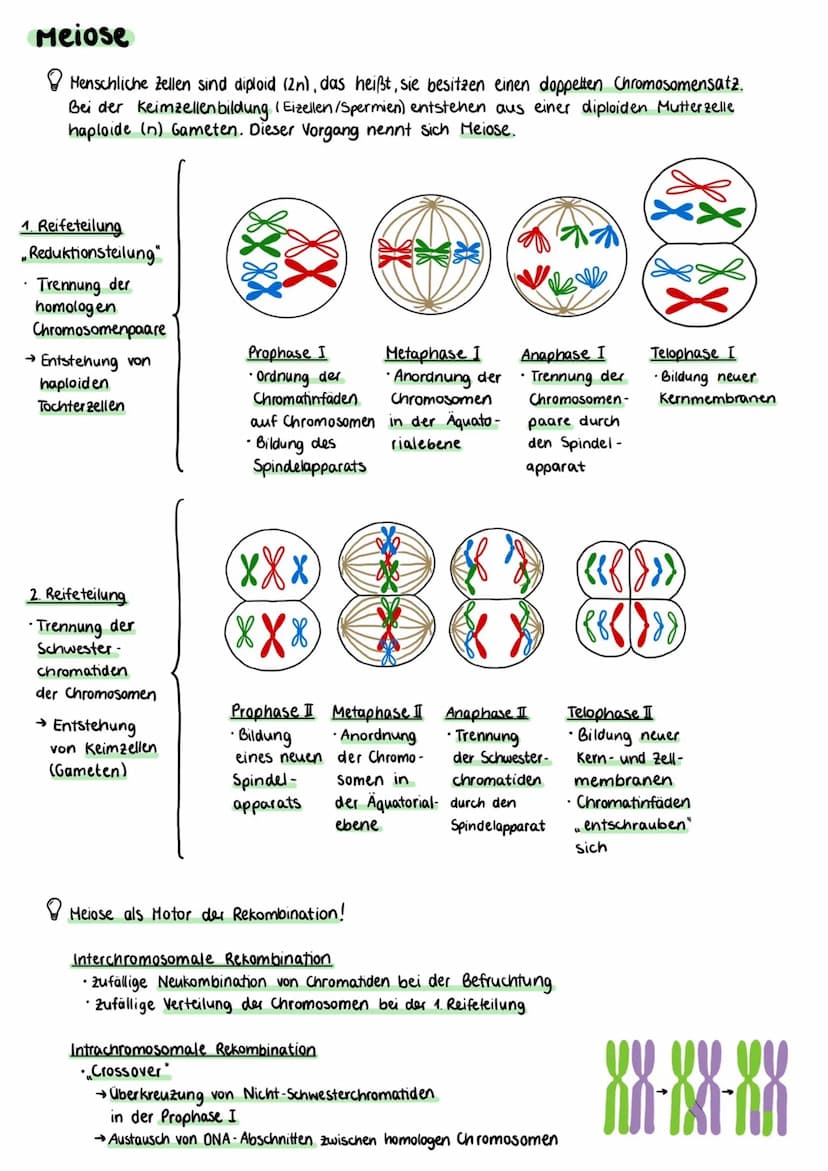 Proteinbiosynthese
Zellmembran
Cytoplasma
Kernhülle
Kempore.
DNA
Ο Transkription
freie tRNA
Zellkern
Transkription
mRNA
Genetik
free
Aminoso