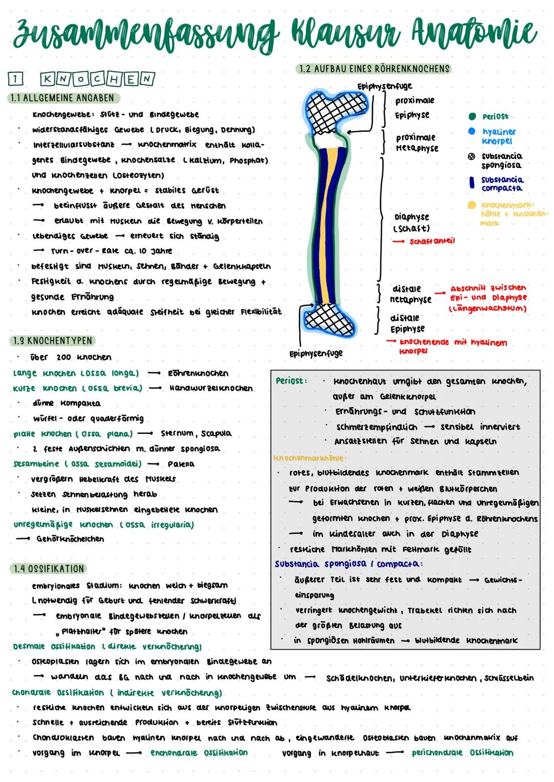Zusammenfassung Klausur Anatomie
1.2 AUFBAU EINES RÖHRENKNOCHENS
KNOCHEN
1.1 ALLGEMEINE ANGABEN
Knochengewebe: Stutz- und Bindegewebe
widers