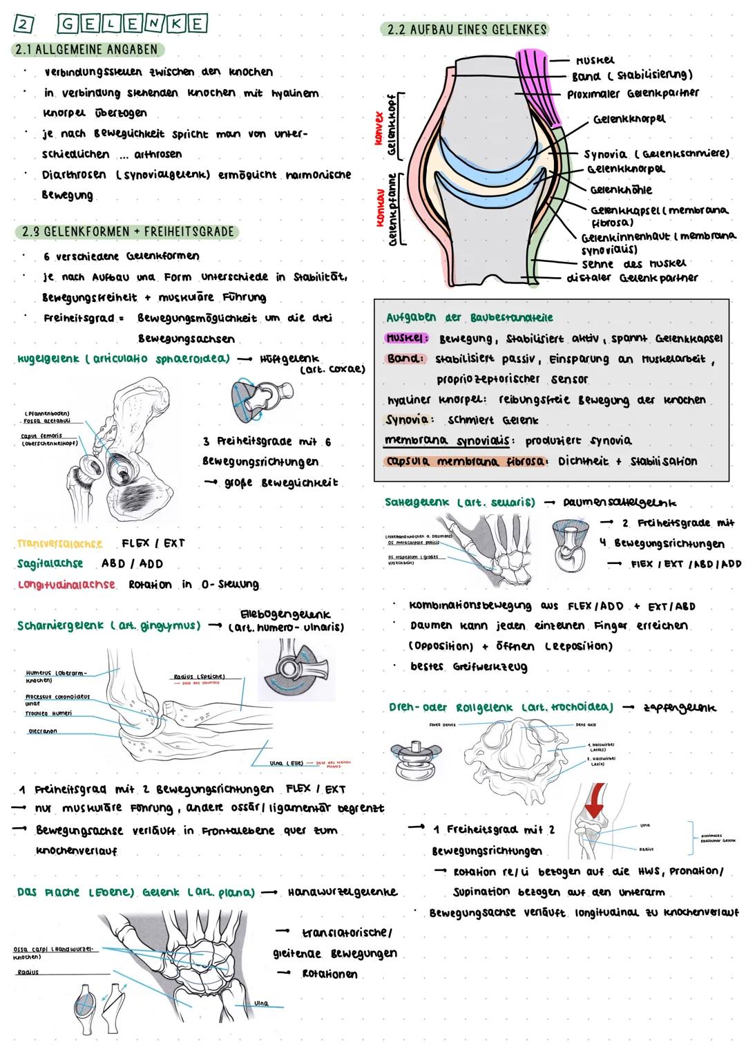 Zusammenfassung Klausur Anatomie
1.2 AUFBAU EINES RÖHRENKNOCHENS
KNOCHEN
1.1 ALLGEMEINE ANGABEN
Knochengewebe: Stutz- und Bindegewebe
widers