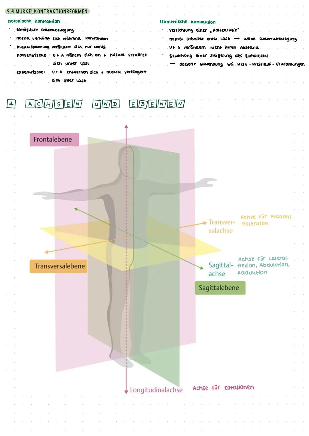 Zusammenfassung Klausur Anatomie
1.2 AUFBAU EINES RÖHRENKNOCHENS
KNOCHEN
1.1 ALLGEMEINE ANGABEN
Knochengewebe: Stutz- und Bindegewebe
widers