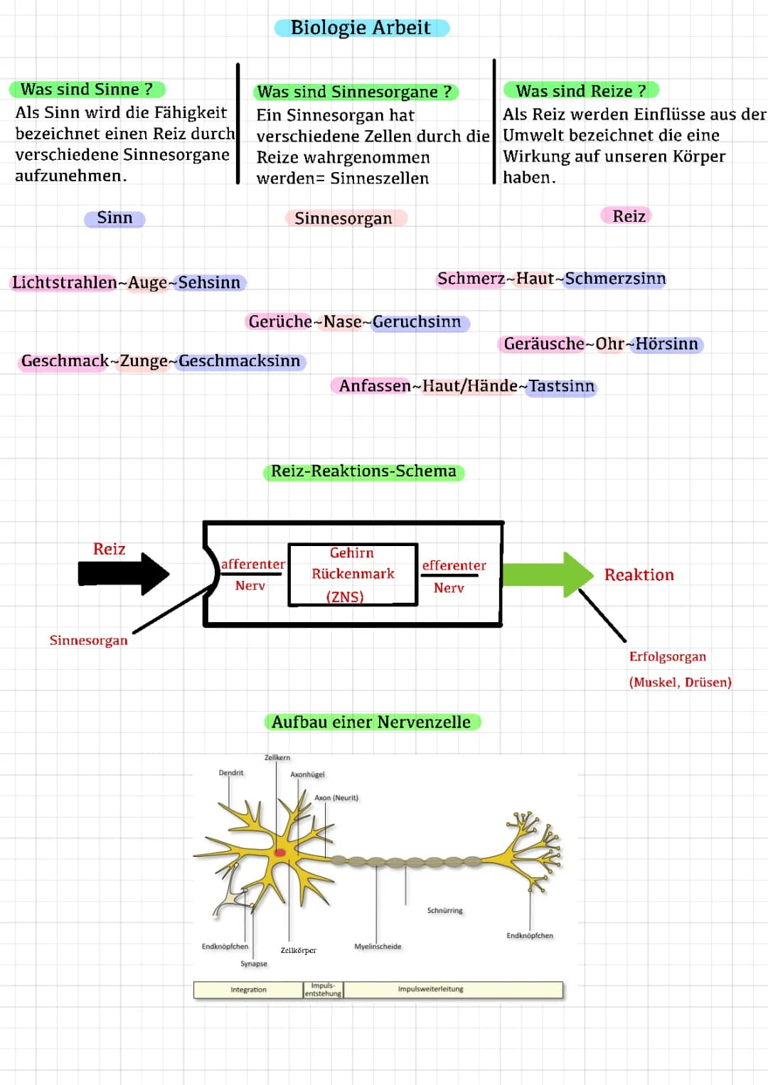 Biologie Reize, Sinne, Auge, Synapsen 