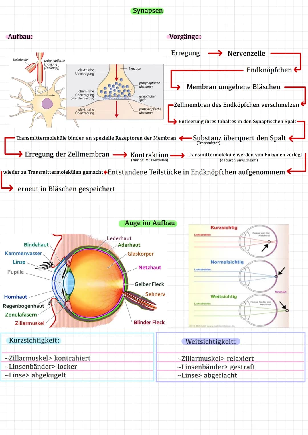 Was sind Sinne ?
Als Sinn wird die Fähigkeit
bezeichnet einen Reiz durch
verschiedene Sinnesorgane
aufzunehmen.
Sinn
Lichtstrahlen-Auge~Sehs