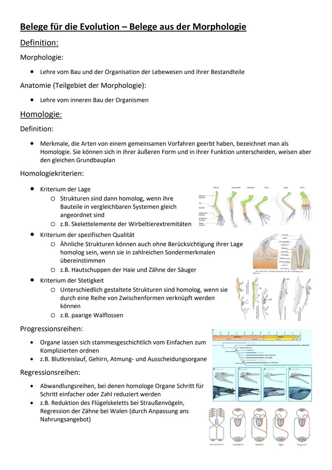 Belege für die Evolution - Belege aus der Morphologie
Definition:
Morphologie:
Lehre vom Bau und der Organisation der Lebewesen und ihrer Be