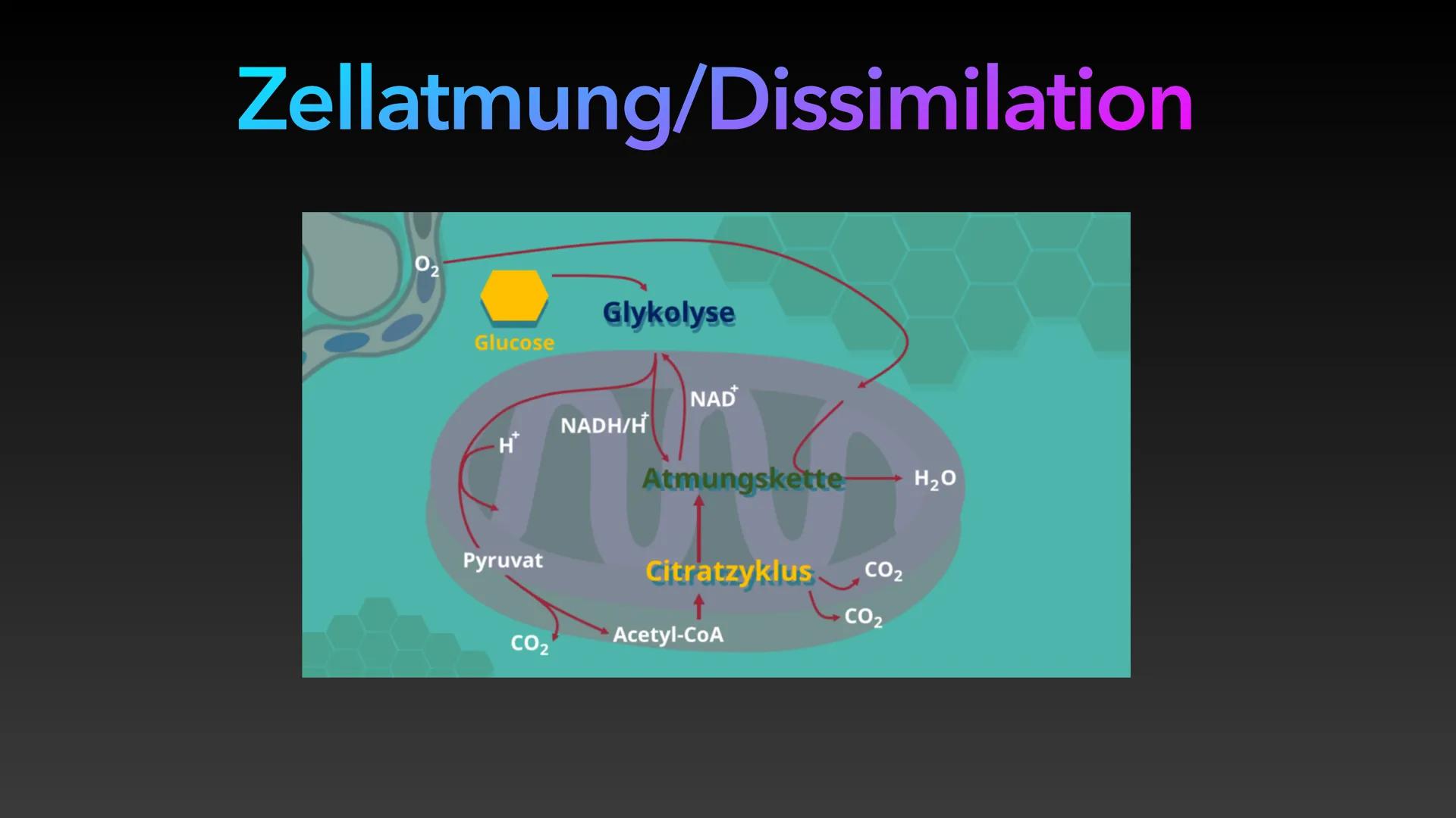 Zellatmung/Dissimilation
Glucose
-H*
Pyruvat
CO₂
Glykolyse
NADH/H
NAD
Atmungskette-
Citratzyklus CO₂
CO₂
Acetyl-CoA
H₂O ●
Allgemein
●
Inhalt