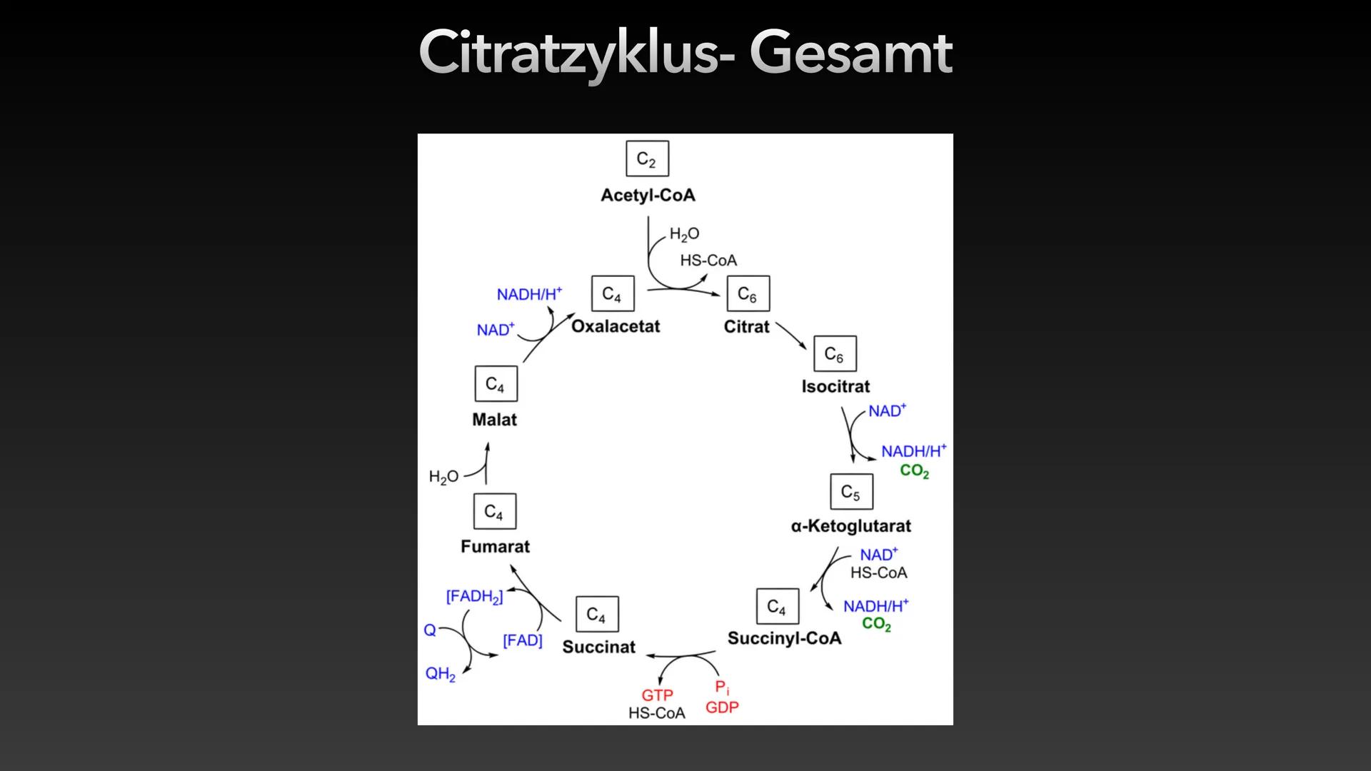 Zellatmung/Dissimilation
Glucose
-H*
Pyruvat
CO₂
Glykolyse
NADH/H
NAD
Atmungskette-
Citratzyklus CO₂
CO₂
Acetyl-CoA
H₂O ●
Allgemein
●
Inhalt