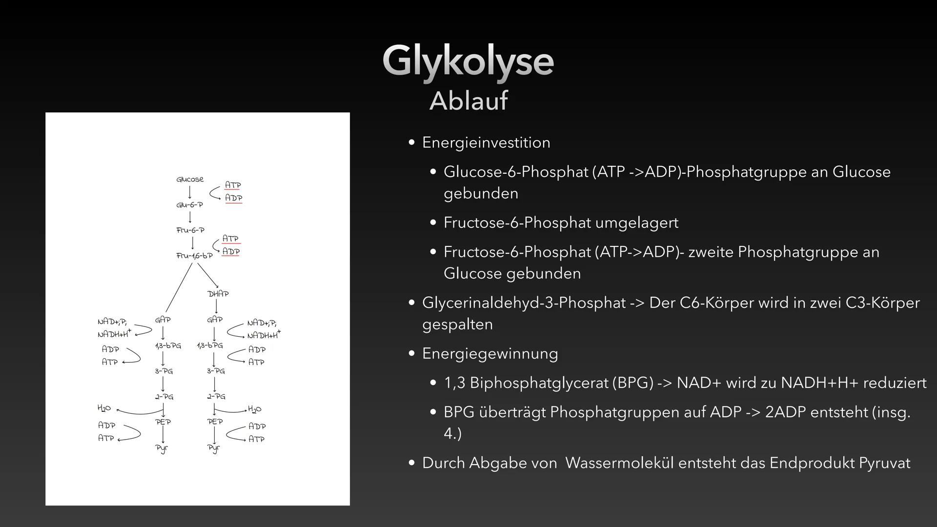 Zellatmung/Dissimilation
Glucose
-H*
Pyruvat
CO₂
Glykolyse
NADH/H
NAD
Atmungskette-
Citratzyklus CO₂
CO₂
Acetyl-CoA
H₂O ●
Allgemein
●
Inhalt