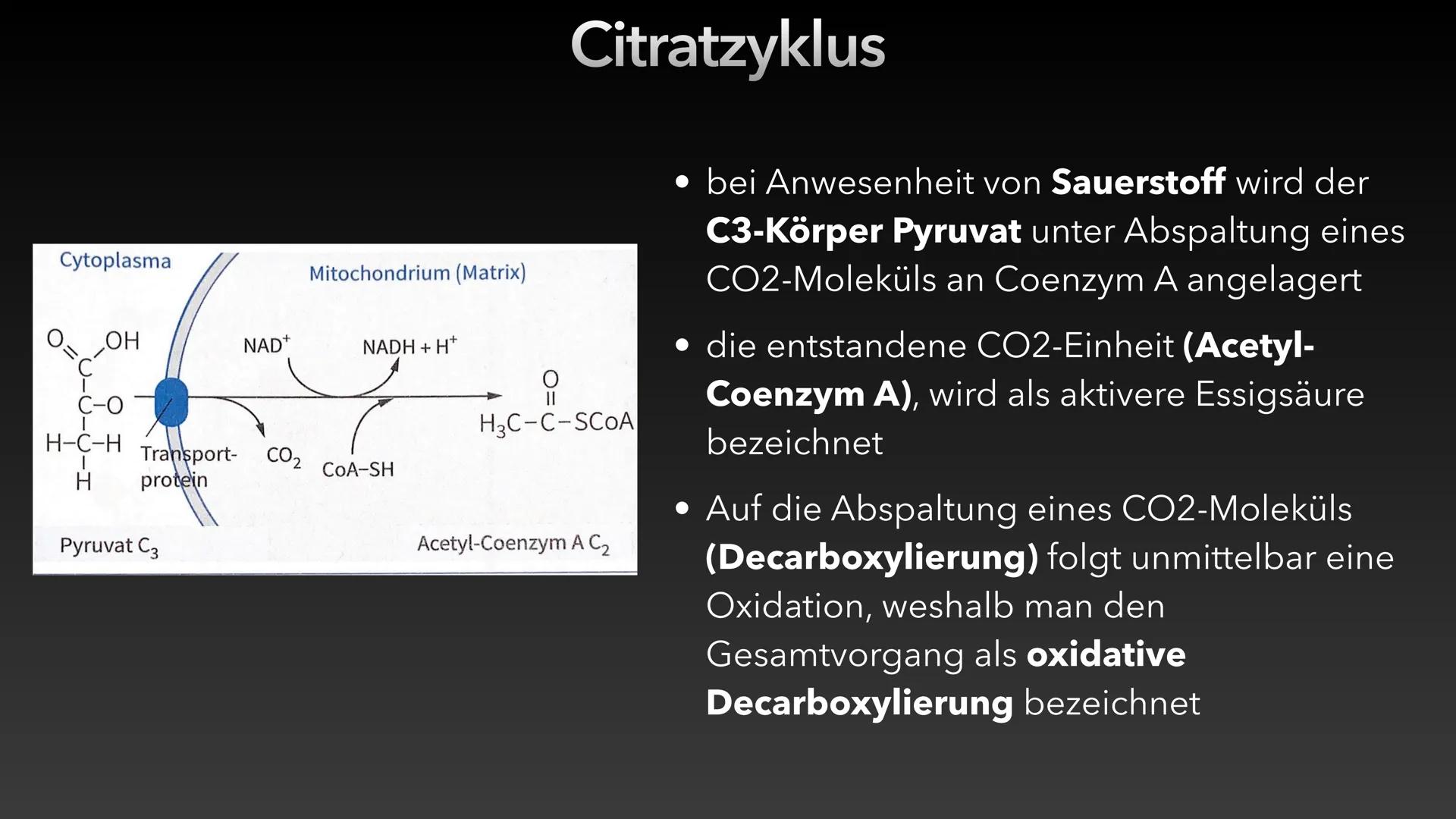 Zellatmung/Dissimilation
Glucose
-H*
Pyruvat
CO₂
Glykolyse
NADH/H
NAD
Atmungskette-
Citratzyklus CO₂
CO₂
Acetyl-CoA
H₂O ●
Allgemein
●
Inhalt