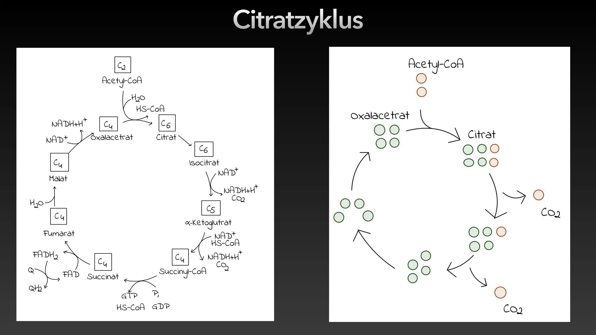 Zellatmung/Dissimilation
Glucose
-H*
Pyruvat
CO₂
Glykolyse
NADH/H
NAD
Atmungskette-
Citratzyklus CO₂
CO₂
Acetyl-CoA
H₂O ●
Allgemein
●
Inhalt