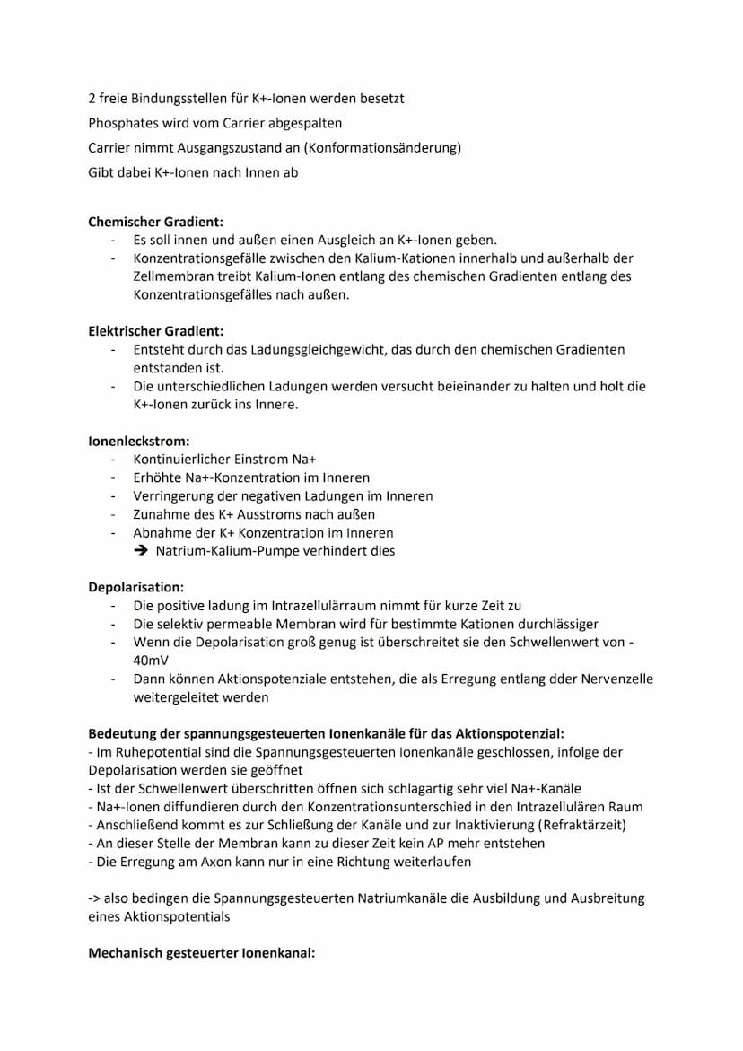 Ruhepotenzial, Membranpotenzial und Aktionspotenzial
Ruhepotenzial:
Durch die chemische Kraft werden K+-Ionen nach außen gedrückt (Ausgleich