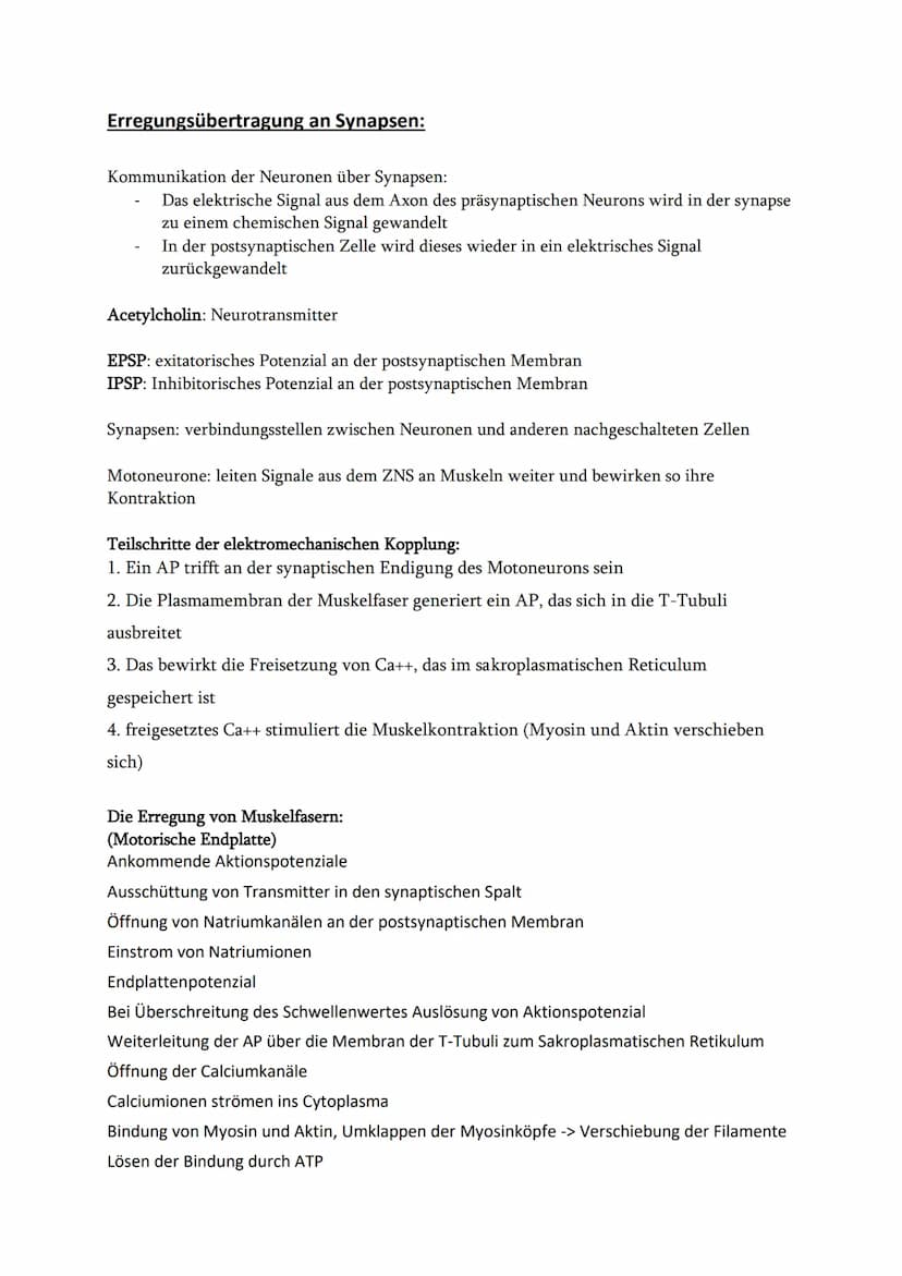 Ruhepotenzial, Membranpotenzial und Aktionspotenzial
Ruhepotenzial:
Durch die chemische Kraft werden K+-Ionen nach außen gedrückt (Ausgleich