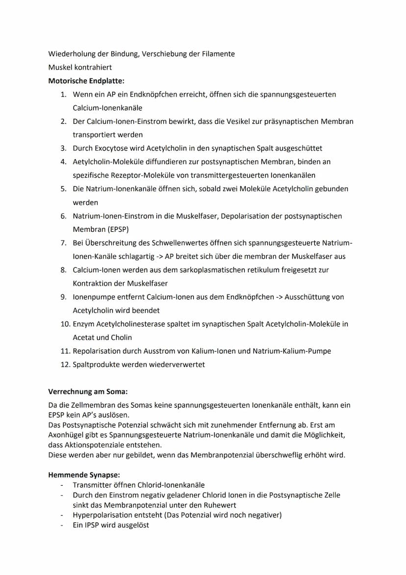 Ruhepotenzial, Membranpotenzial und Aktionspotenzial
Ruhepotenzial:
Durch die chemische Kraft werden K+-Ionen nach außen gedrückt (Ausgleich