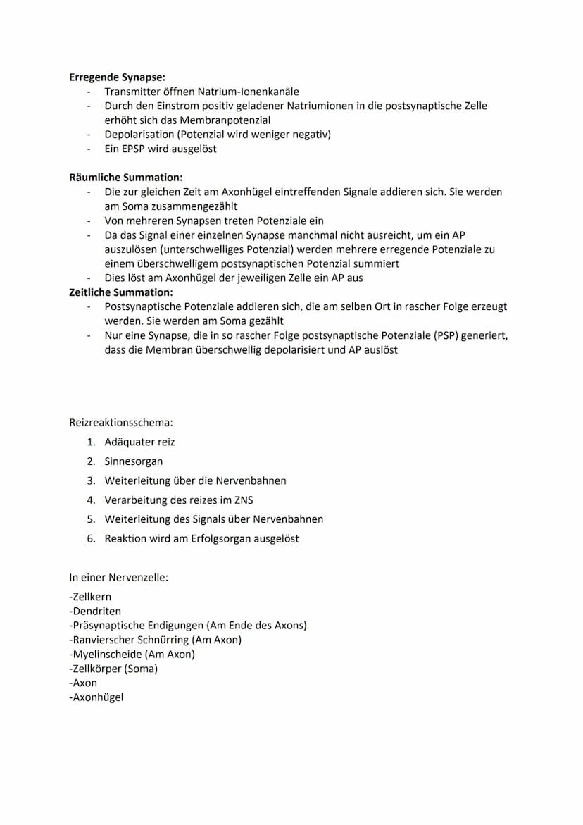 Ruhepotenzial, Membranpotenzial und Aktionspotenzial
Ruhepotenzial:
Durch die chemische Kraft werden K+-Ionen nach außen gedrückt (Ausgleich
