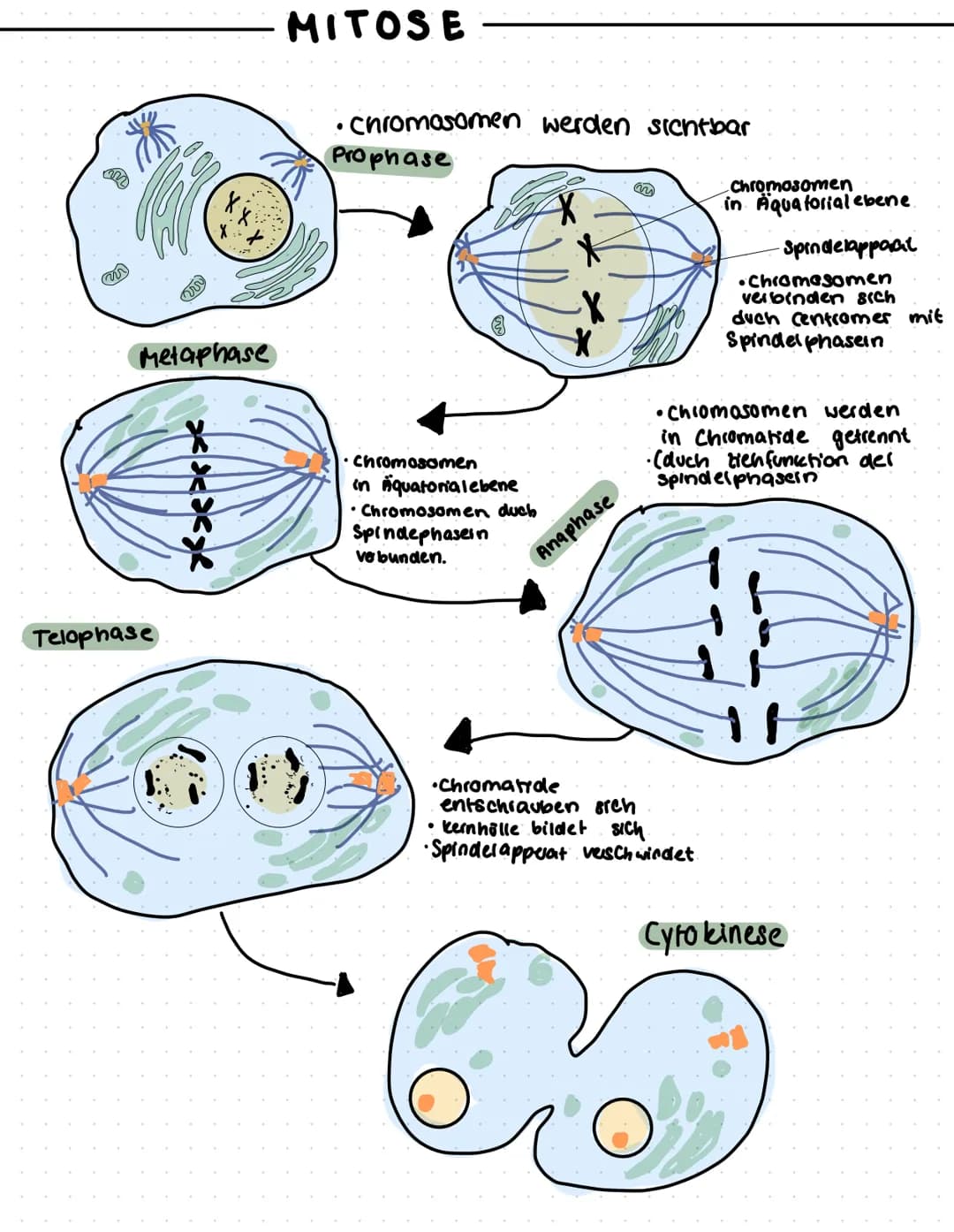 Metaphase
Telophase
MITOSE
· chromosomen werden sichtbar
Prophase
Chromosomen
in Aquatorialebene
• Chromosomen duch
Spindephasein
ve bunden.