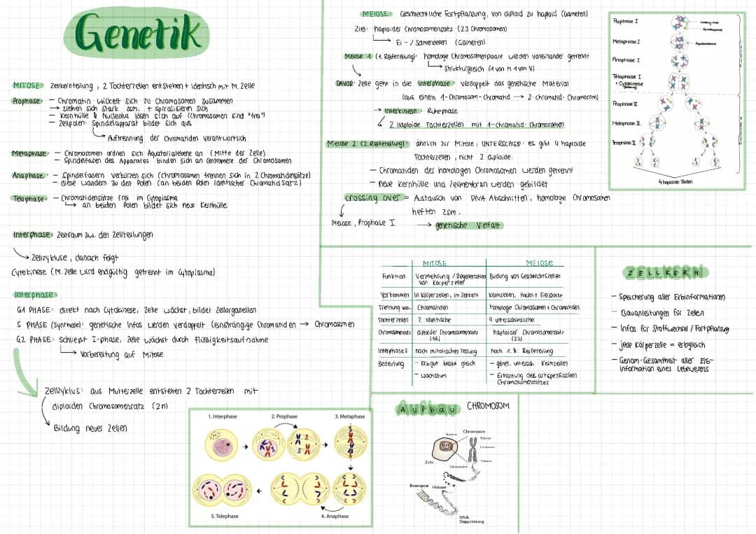 Genetik 1. Halbjahr Q1