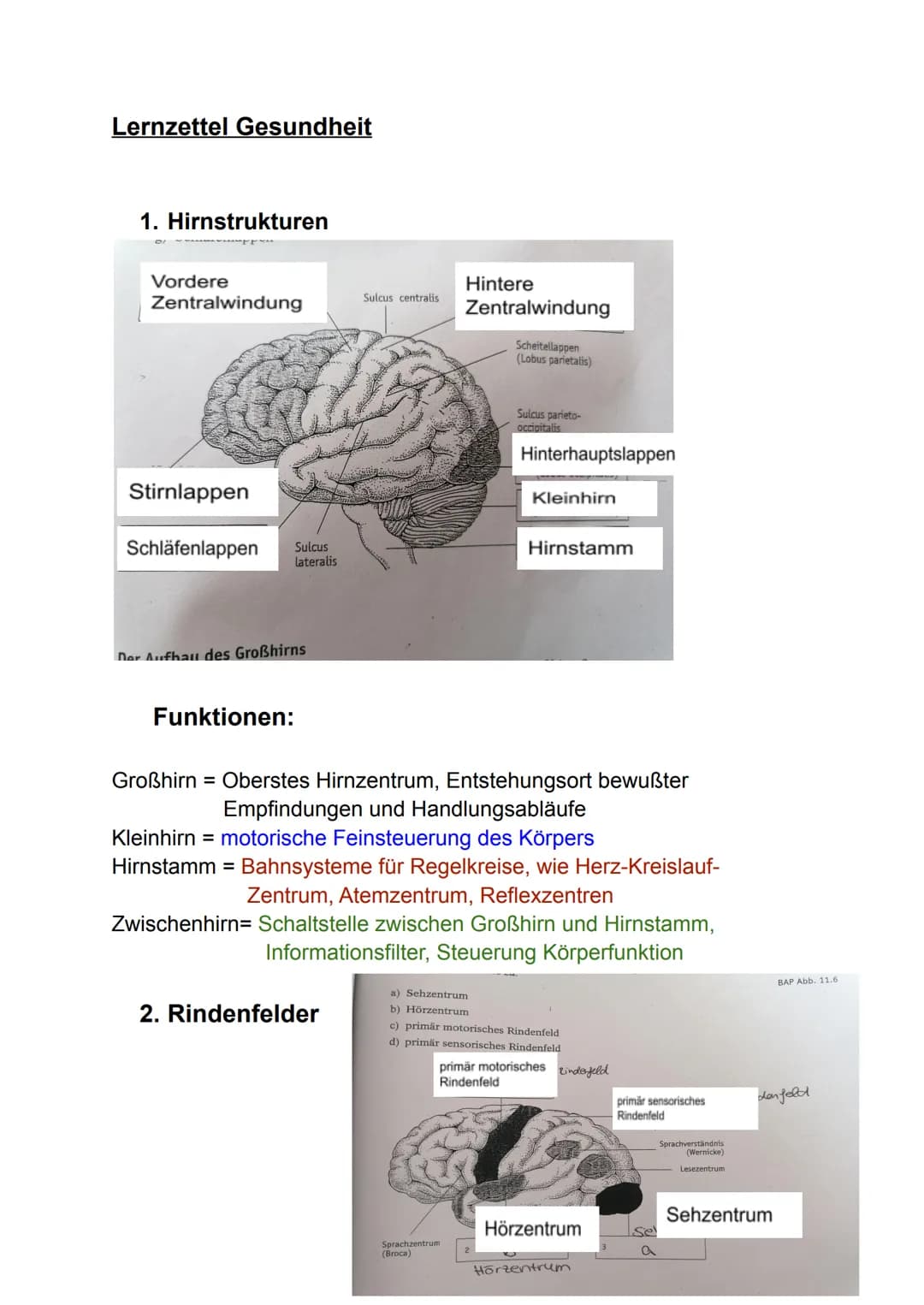Lernzettel Gesundheit
1. Hirnstrukturen
Vordere
Zentralwindung
Stirnlappen
Schläfenlappen
Sulcus
lateralis
Der Aufbau des Großhirns
Funktion