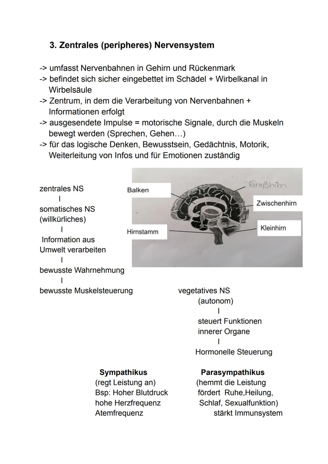 Lernzettel Gesundheit
1. Hirnstrukturen
Vordere
Zentralwindung
Stirnlappen
Schläfenlappen
Sulcus
lateralis
Der Aufbau des Großhirns
Funktion