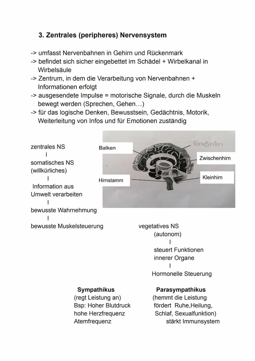 Lernzettel Gesundheit
1. Hirnstrukturen
Vordere
Zentralwindung
Stirnlappen
Schläfenlappen
Sulcus
lateralis
Der Aufbau des Großhirns
Funktion
