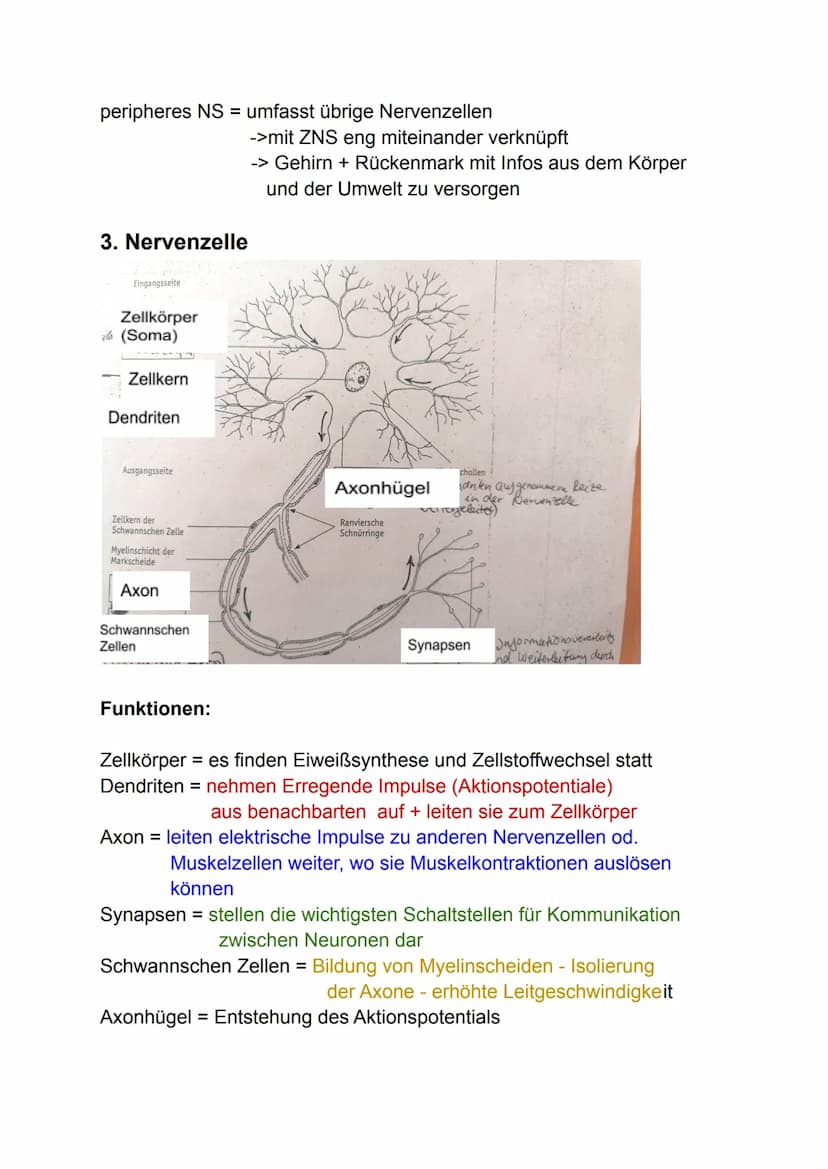 Lernzettel Gesundheit
1. Hirnstrukturen
Vordere
Zentralwindung
Stirnlappen
Schläfenlappen
Sulcus
lateralis
Der Aufbau des Großhirns
Funktion