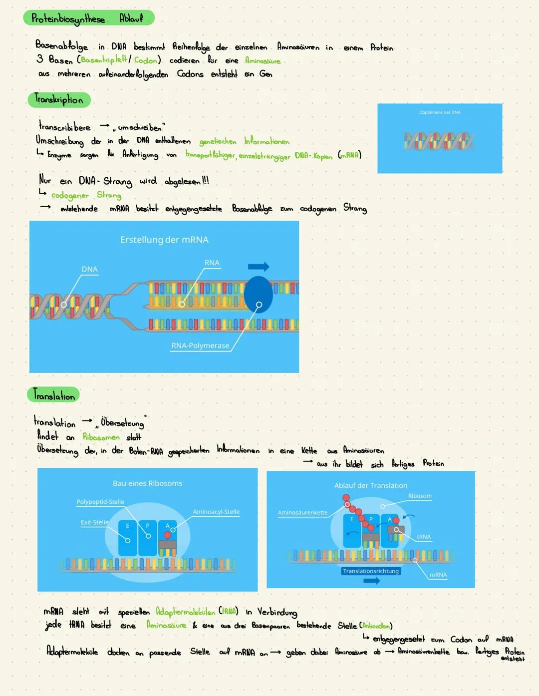 Themen:
Aufbau DNA (Replikation),
Protein biosynthese.
Transkription,
Translation,
Mutationen,
Genregulation
DNA Aufbau
Desoxyribonucleinsäu
