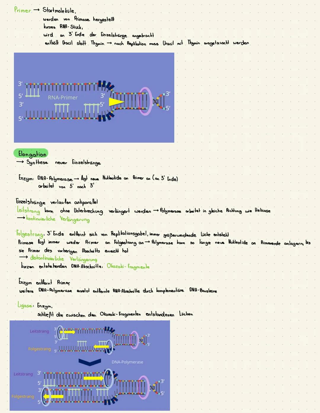 Themen:
Aufbau DNA (Replikation),
Protein biosynthese.
Transkription,
Translation,
Mutationen,
Genregulation
DNA Aufbau
Desoxyribonucleinsäu