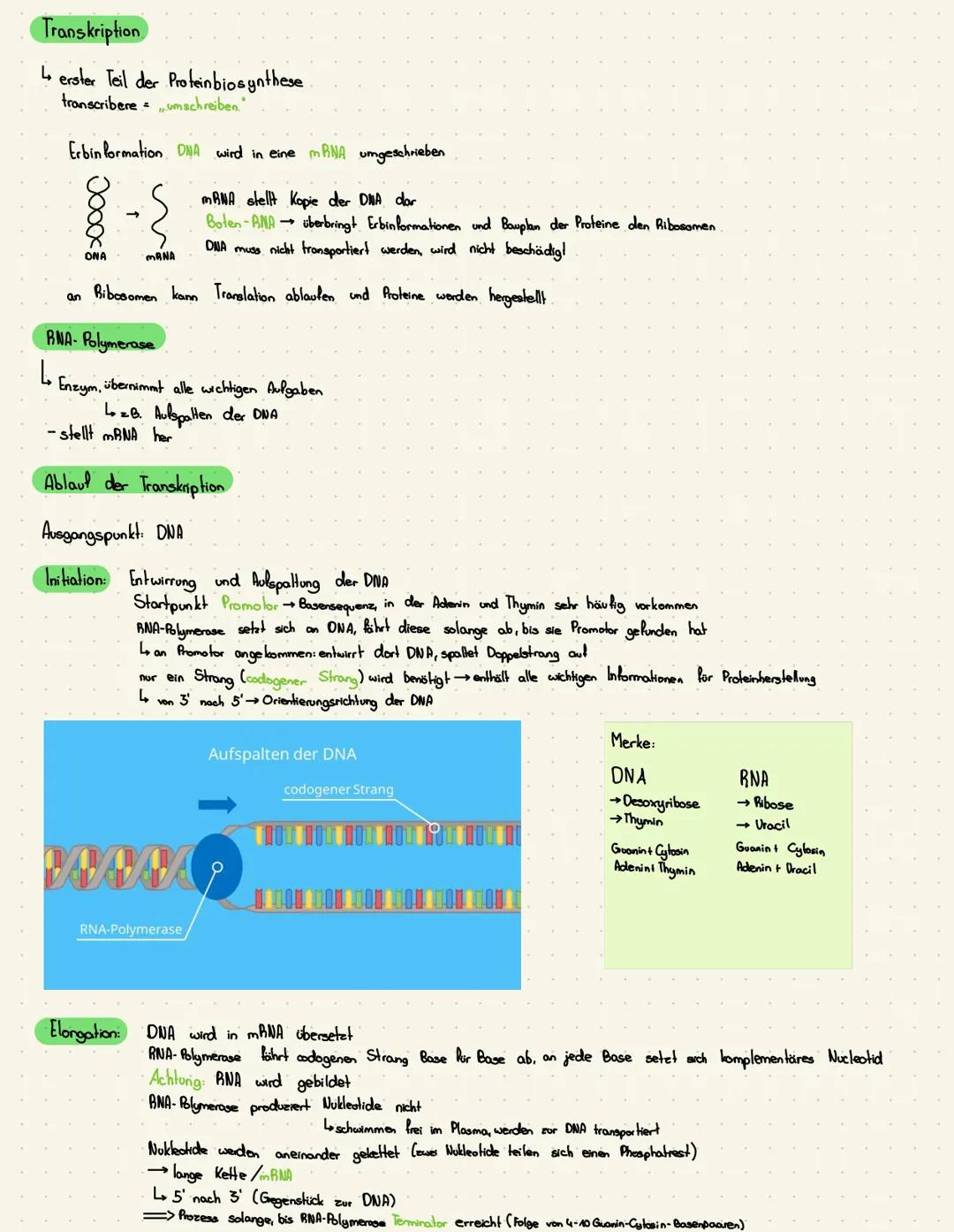 Themen:
Aufbau DNA (Replikation),
Protein biosynthese.
Transkription,
Translation,
Mutationen,
Genregulation
DNA Aufbau
Desoxyribonucleinsäu