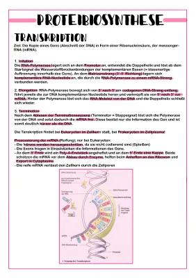 Know Proteinbiosynthese (Transkription/Translation) thumbnail