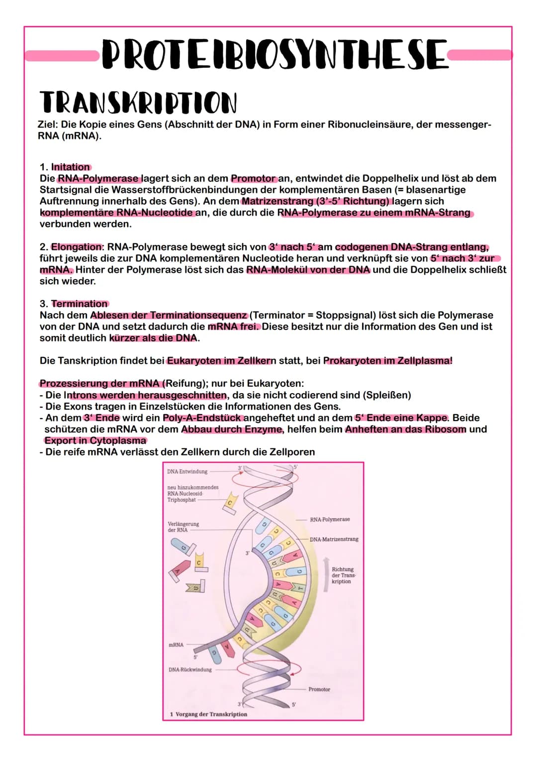 PROTEIBIOSYNTHESE
TRANSKRIPTION
Ziel: Die Kopie eines Gens (Abschnitt der DNA) in Form einer Ribonucleinsäure, der messenger-
RNA (mRNA).
1.