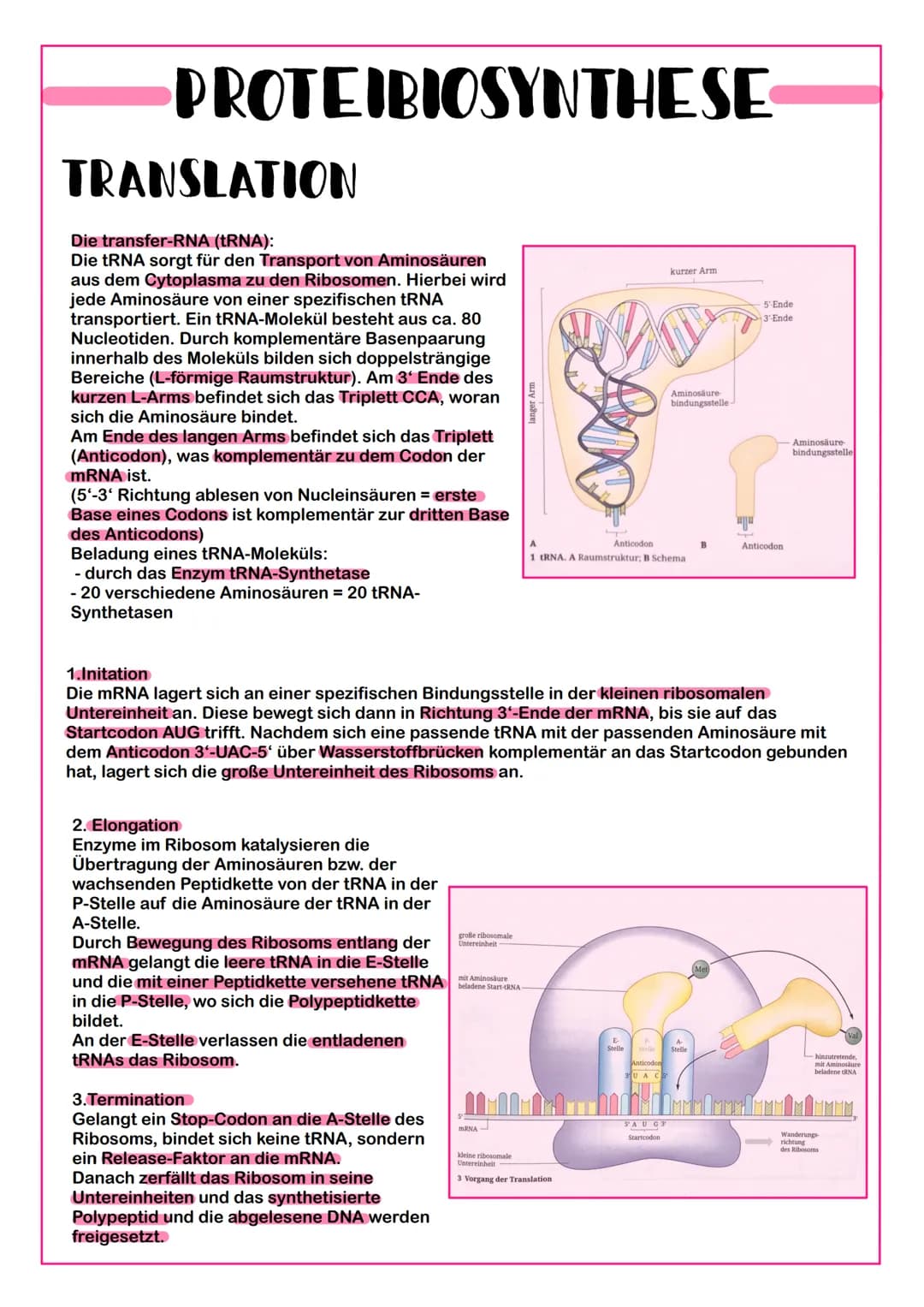 PROTEIBIOSYNTHESE
TRANSKRIPTION
Ziel: Die Kopie eines Gens (Abschnitt der DNA) in Form einer Ribonucleinsäure, der messenger-
RNA (mRNA).
1.