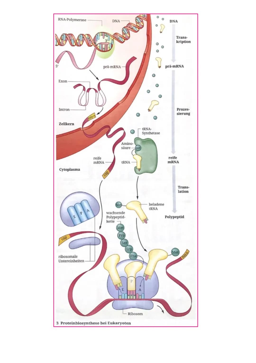 PROTEIBIOSYNTHESE
TRANSKRIPTION
Ziel: Die Kopie eines Gens (Abschnitt der DNA) in Form einer Ribonucleinsäure, der messenger-
RNA (mRNA).
1.