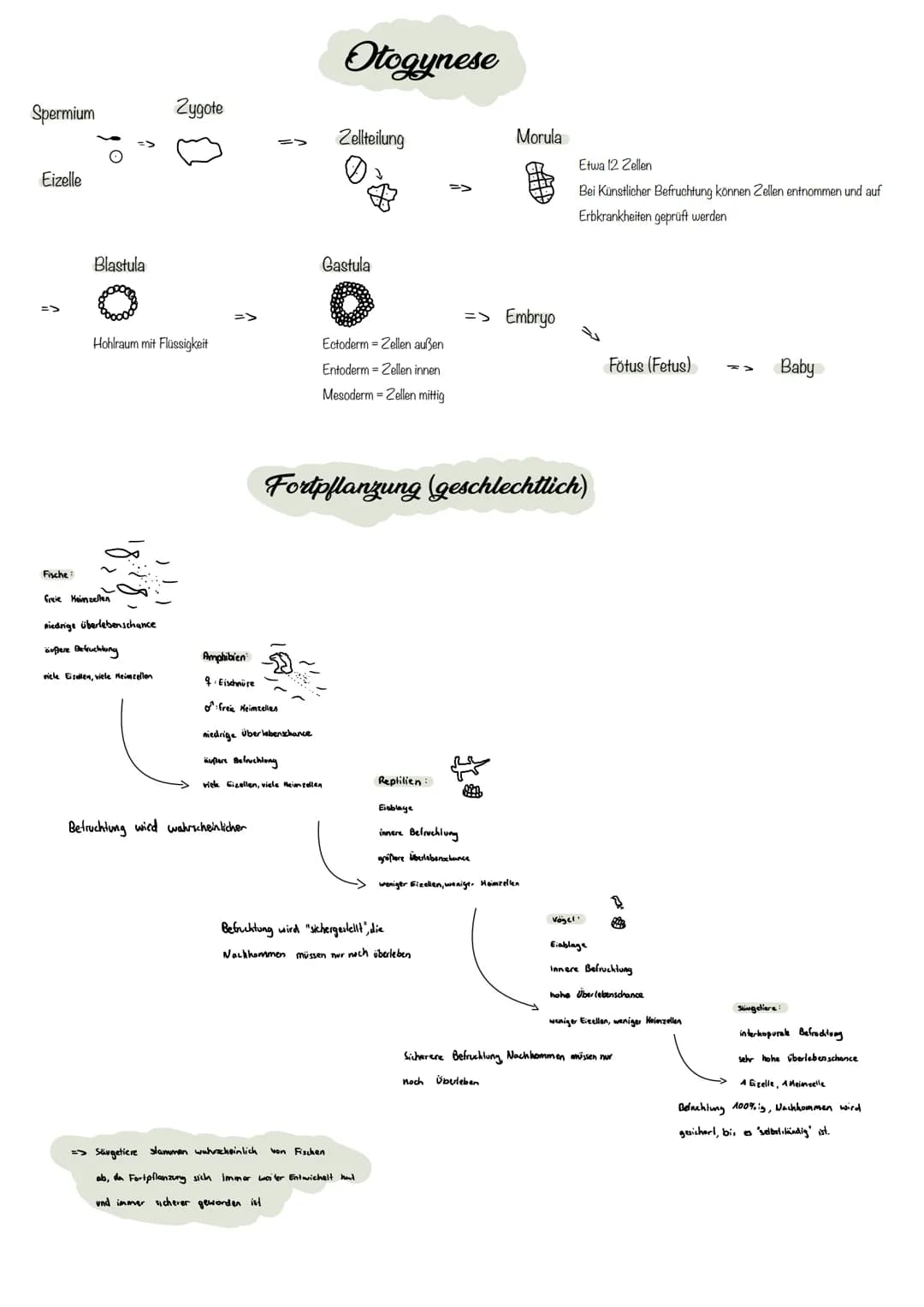 
<p>Stammzellen sind undifferenzierte Zellen, die sich unbegrenzt teilen können und zu sämtlichen Zelltypen entwickeln können. Es gibt embry