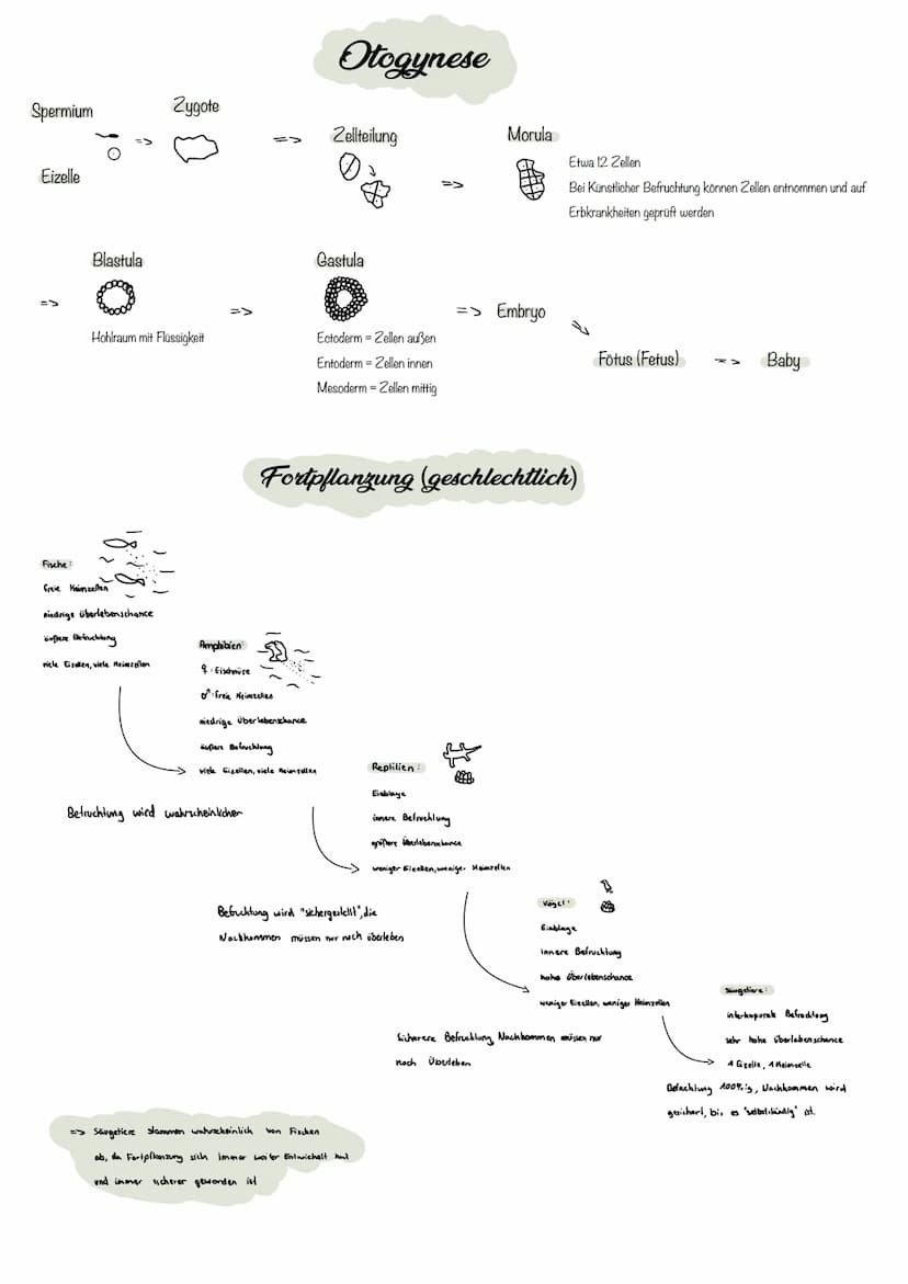 
<p>Stammzellen sind undifferenzierte Zellen, die sich unbegrenzt teilen können und zu sämtlichen Zelltypen entwickeln können. Es gibt embry