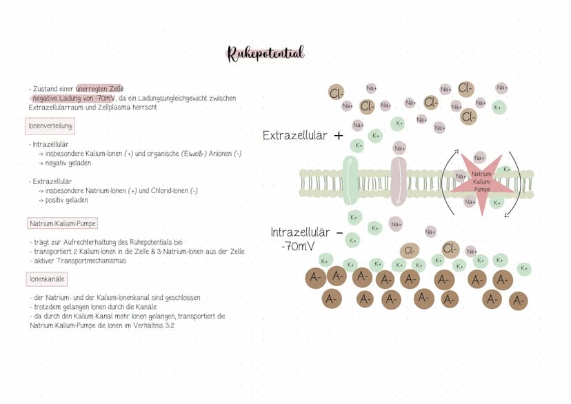 Anten
sensibel (Empfindungen)
sensorisch (Sinnesweiterleitung, z.B: Auge, Nase)
- motorisch (Reize, die mit Bewegung zu tun haben)
Dendrit
Z