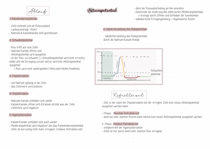 Anten
sensibel (Empfindungen)
sensorisch (Sinnesweiterleitung, z.B: Auge, Nase)
- motorisch (Reize, die mit Bewegung zu tun haben)
Dendrit
Z