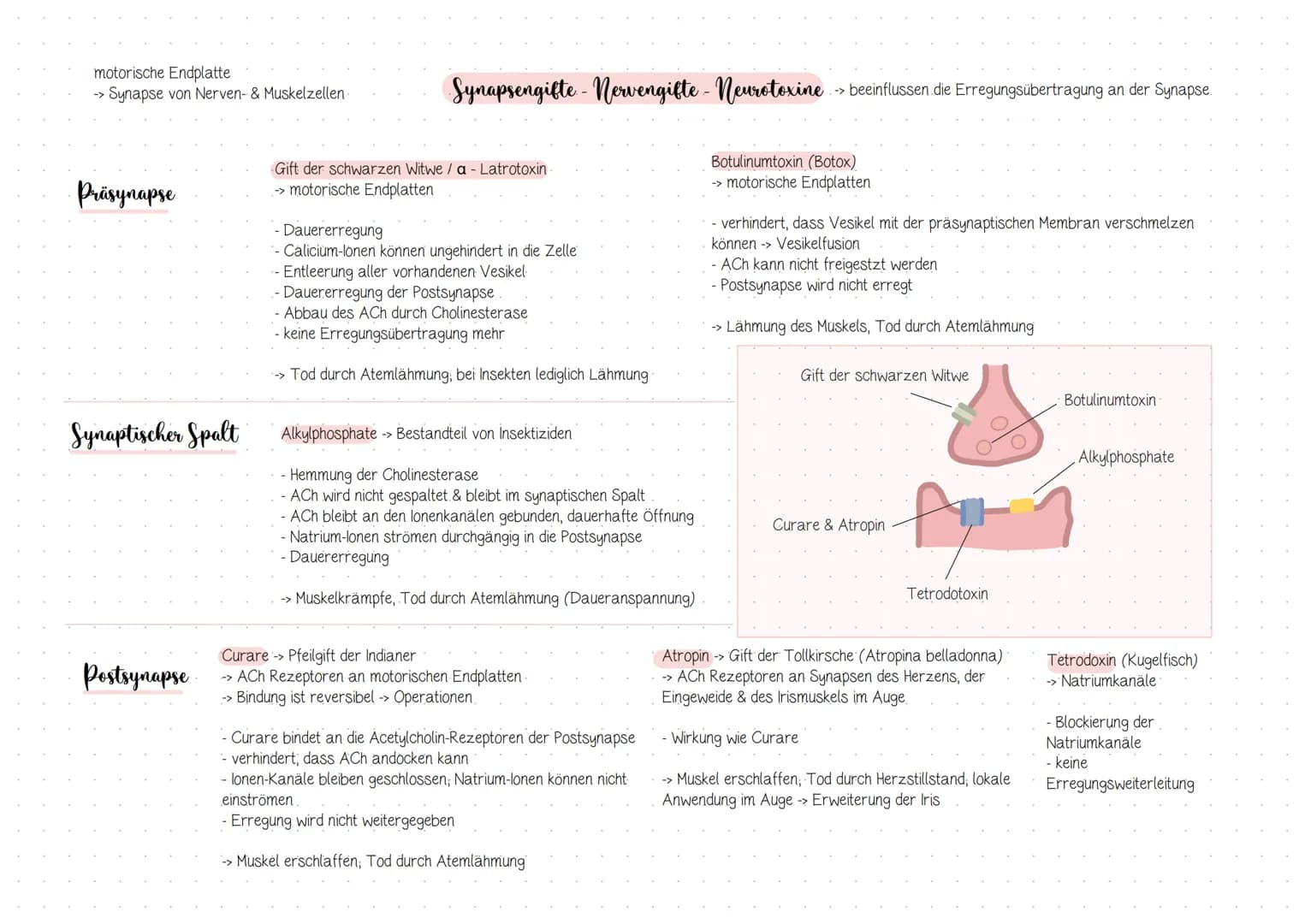Anten
sensibel (Empfindungen)
sensorisch (Sinnesweiterleitung, z.B: Auge, Nase)
- motorisch (Reize, die mit Bewegung zu tun haben)
Dendrit
Z
