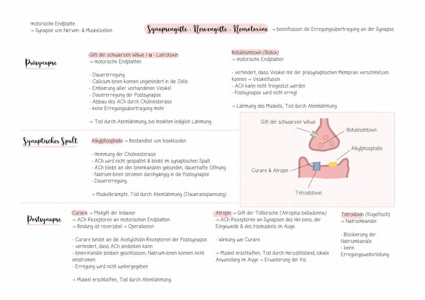 Anten
sensibel (Empfindungen)
sensorisch (Sinnesweiterleitung, z.B: Auge, Nase)
- motorisch (Reize, die mit Bewegung zu tun haben)
Dendrit
Z