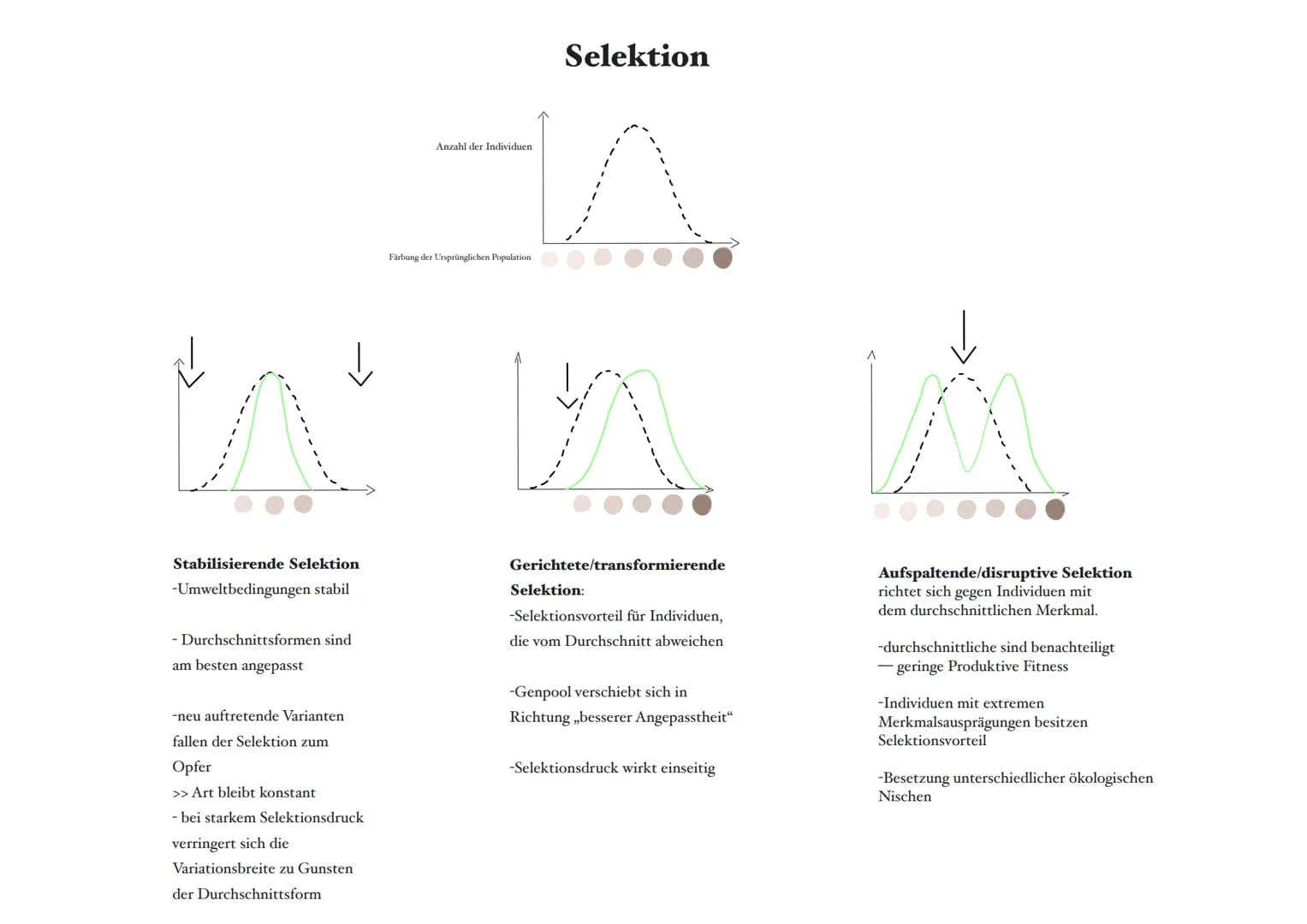 Selektion:
Selektionsfaktor:
Selektionsdruck:
Mutationen:
Reproduktive Fitness: die Fähigkeit eines Organismus im Vergleich zu anderen, sein