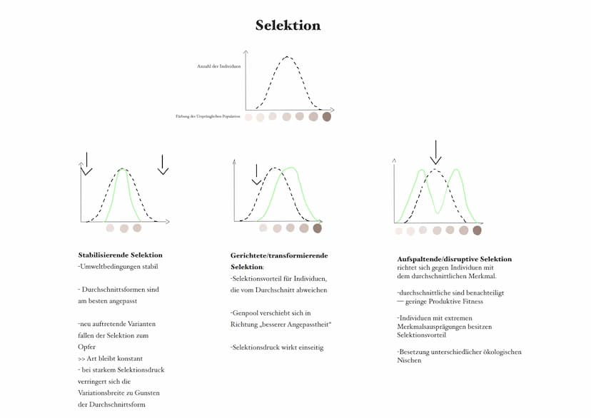 Selektion:
Selektionsfaktor:
Selektionsdruck:
Mutationen:
Reproduktive Fitness: die Fähigkeit eines Organismus im Vergleich zu anderen, sein