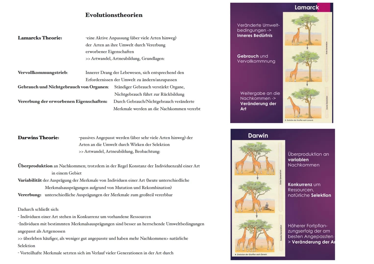 Selektion:
Selektionsfaktor:
Selektionsdruck:
Mutationen:
Reproduktive Fitness: die Fähigkeit eines Organismus im Vergleich zu anderen, sein