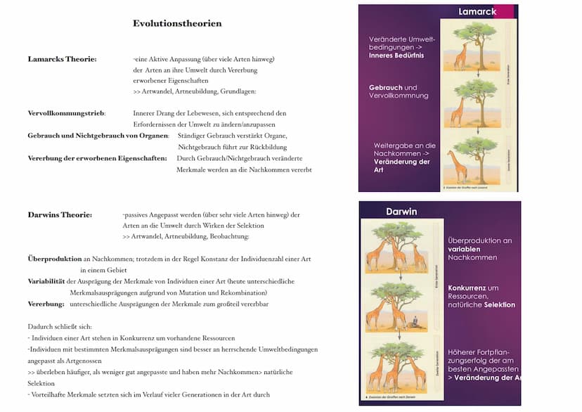 Selektion:
Selektionsfaktor:
Selektionsdruck:
Mutationen:
Reproduktive Fitness: die Fähigkeit eines Organismus im Vergleich zu anderen, sein