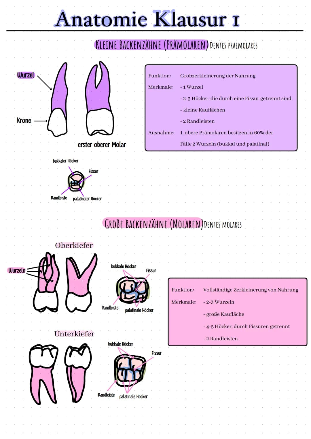 Wurzel
Krone
Wurzeln
Anatomie Klausur I
erster oberer Molar
bukkaler Höcker
KLEINE BACKENZÄHNE (PRÄMOLAREN) DENTES PRAEMOLARES
Fissur
Randle