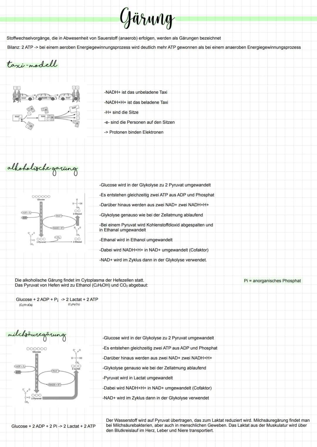 Gärung
Stoffwechselvorgänge, die in Abwesenheit von Sauerstoff (anaerob) erfolgen, werden als Gärungen bezeichnet
Bilanz: 2 ATP -> bei einem
