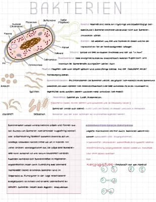 Know Lernzettel Bakterien  thumbnail