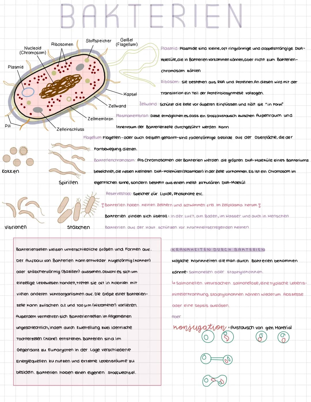 Plasmid
Pili
Nucleoid
(Chromosom)
Kokken
Vibrionen
BAKTERIEN
Ribosomen
Zelleinschluss
Spirillen
Stoffspeicher
Zellmembran
Geißel
(Flagellum)