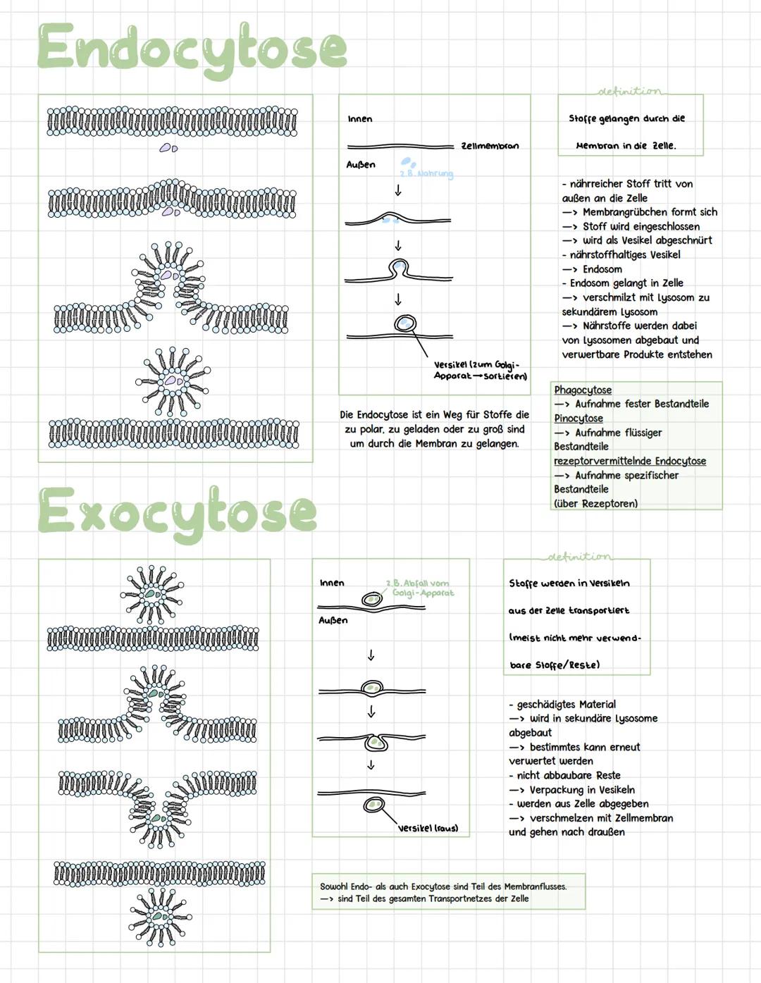 Endo- und Exocytose 