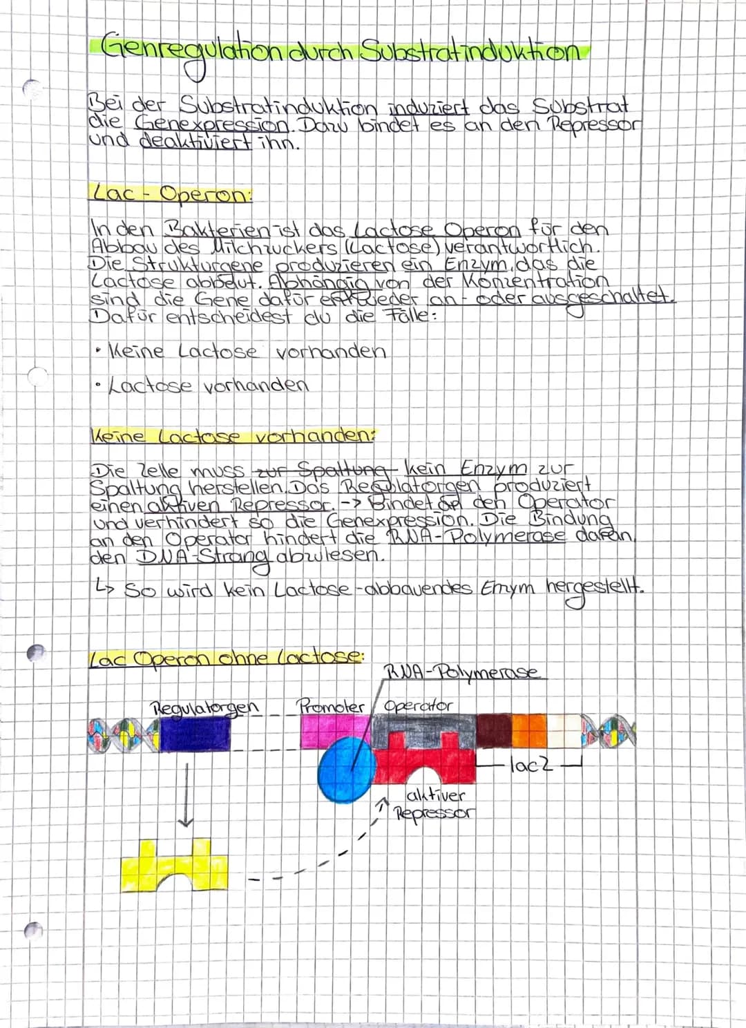 Genregulation Prokaryoten
Genregulation Definition:
Regulation der Genexpression also die Steuerung
der Genaktivitat. Sie findet sowohl bei 