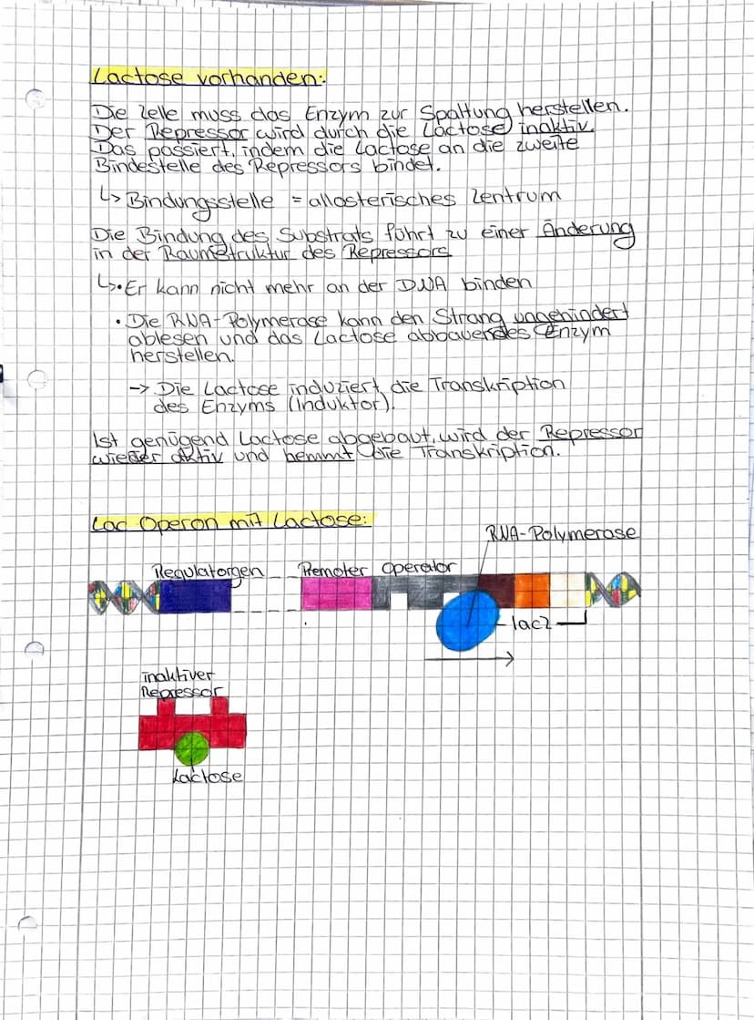Genregulation Prokaryoten
Genregulation Definition:
Regulation der Genexpression also die Steuerung
der Genaktivitat. Sie findet sowohl bei 
