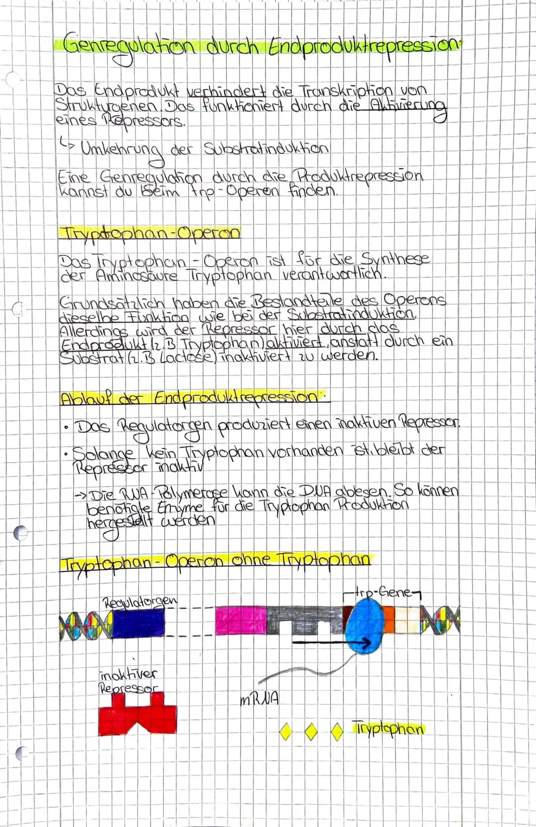 Genregulation Prokaryoten
Genregulation Definition:
Regulation der Genexpression also die Steuerung
der Genaktivitat. Sie findet sowohl bei 