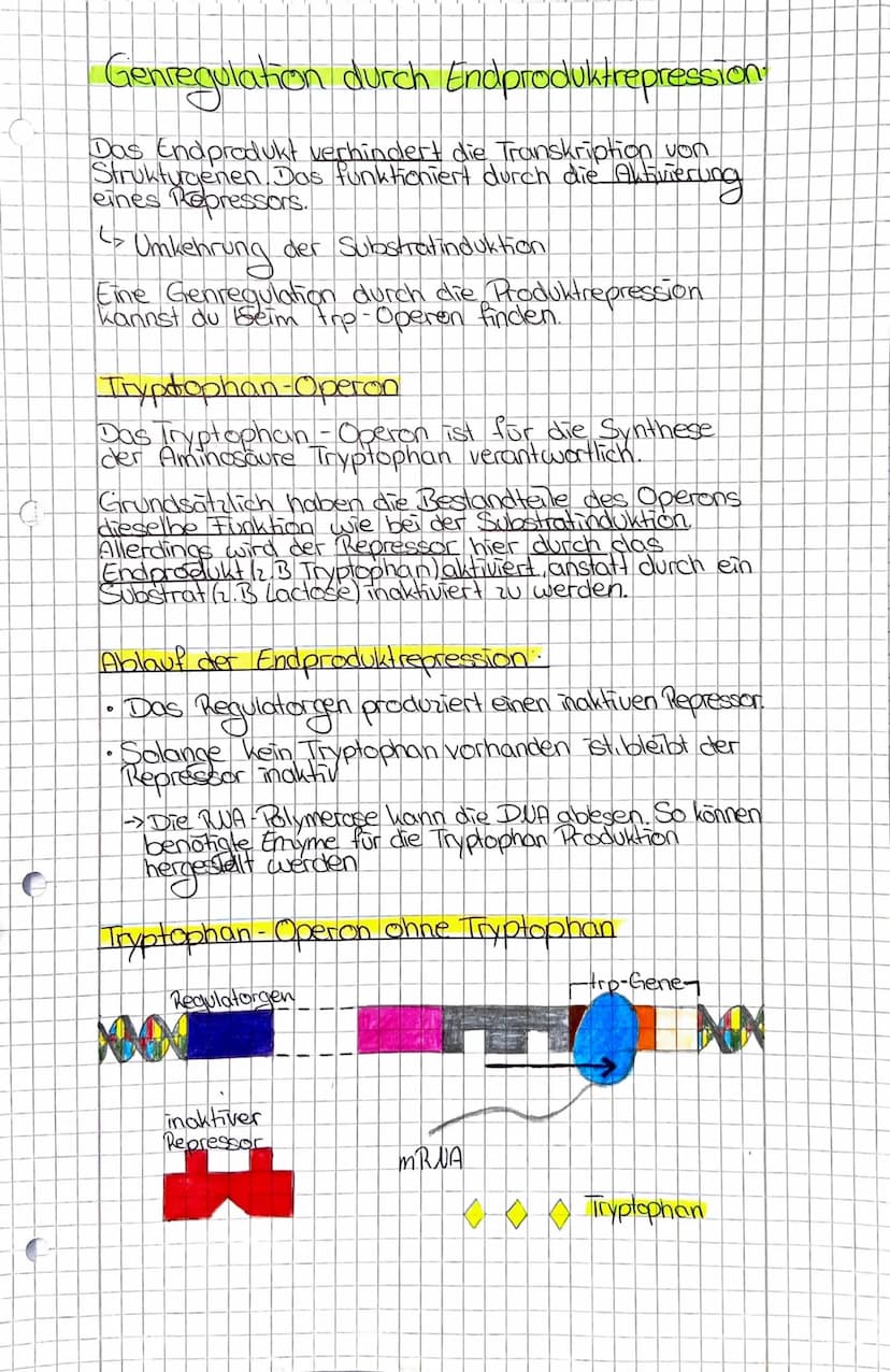 Genregulation Prokaryoten
Genregulation Definition:
Regulation der Genexpression also die Steuerung
der Genaktivitat. Sie findet sowohl bei 