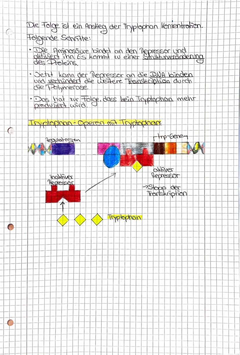 Genregulation Prokaryoten
Genregulation Definition:
Regulation der Genexpression also die Steuerung
der Genaktivitat. Sie findet sowohl bei 