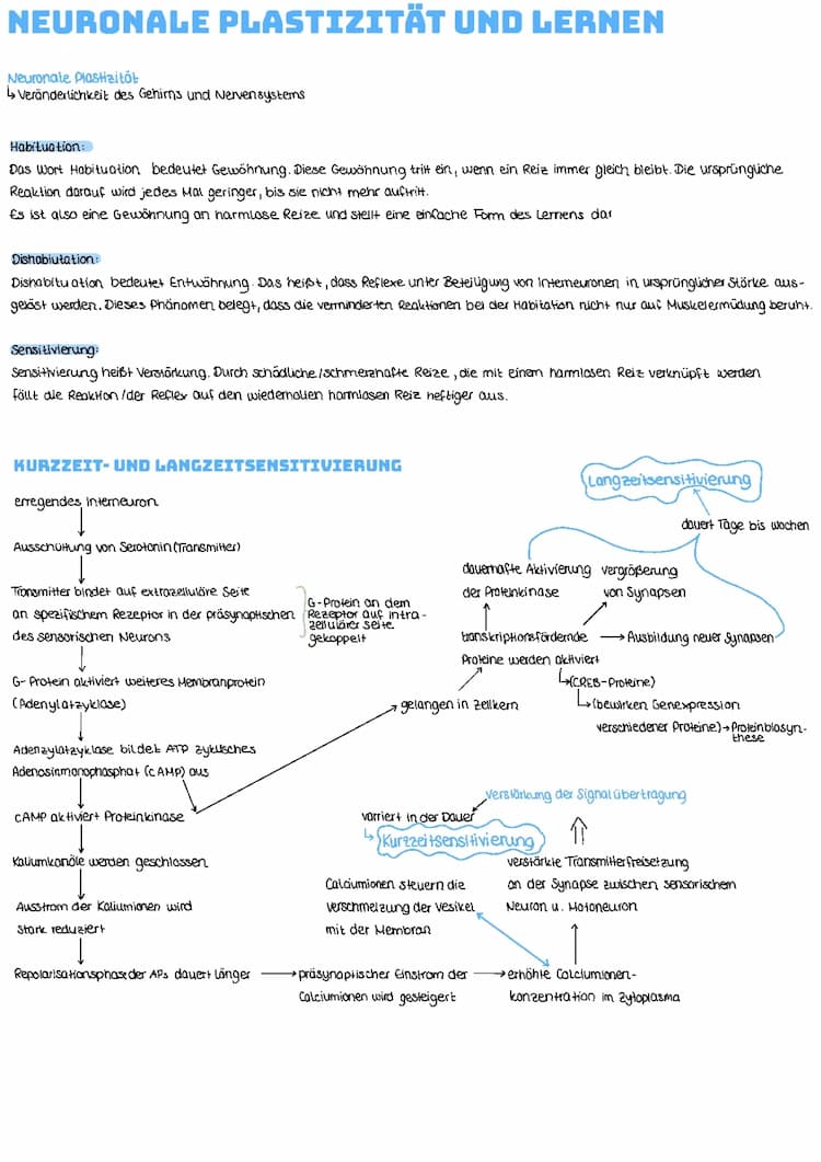 Know Neuronale Plastizität und Lernen thumbnail